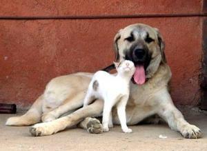 bölgede yetişen hayvan türlerimiz de var. Onlardan biri de Sivas'ın Kangal ilçesinde yetiştirilen aslan yürekli ve tatlı-sert köpeğimiz: Kangal köpeğinin harika özellikleri