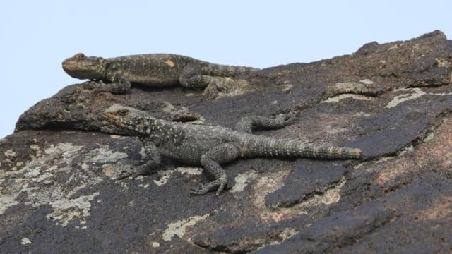 Ağrı Dağı’ndaki lav kayalıkları 37 farklı sürüngen türüne yaşam imkanı sağlıyor! Ağrı Dağı’ndaki lav kayalıkları 37 farklı sürüngen türüne yaşam imkanı sağlıyor!